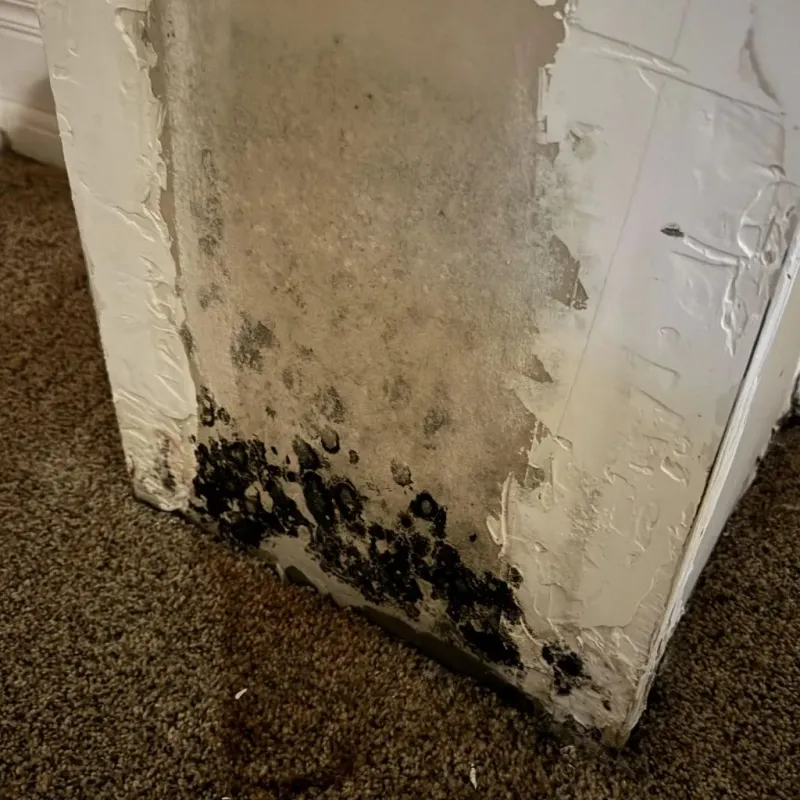 Professional Mold Removal in Beavercreek, OH
